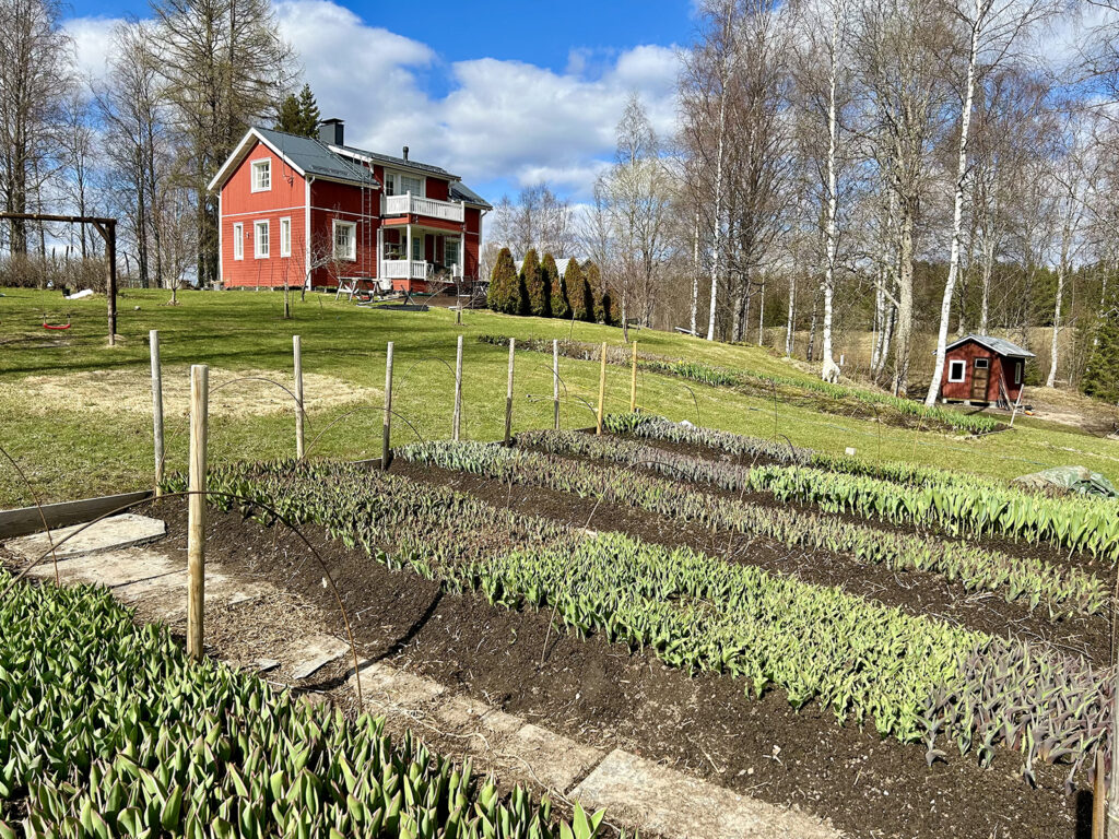 Omakotitalo pihassa kasvaa sipuleista leikkokukkia. On vielä kevät. Takana näkyy kaksikerroksinen, punainen omakotitalo.