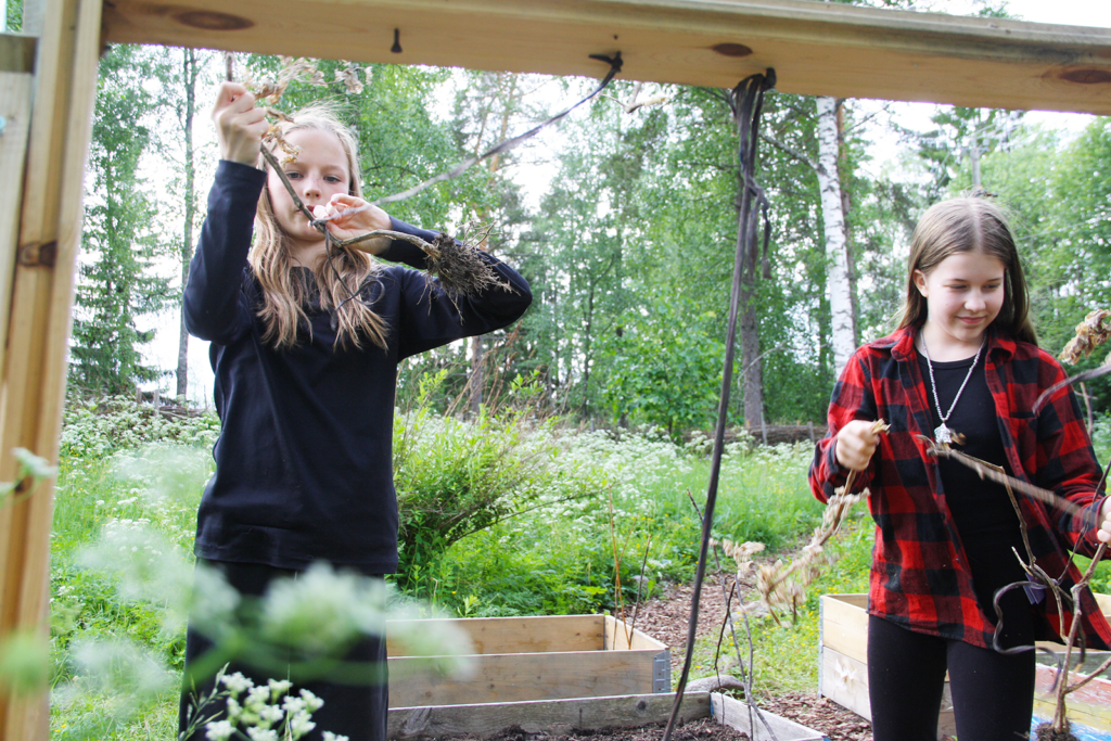 Kaksi tyttöä tarkistaa kasvimaan ylhäältä roikkuvia tukinaruja.