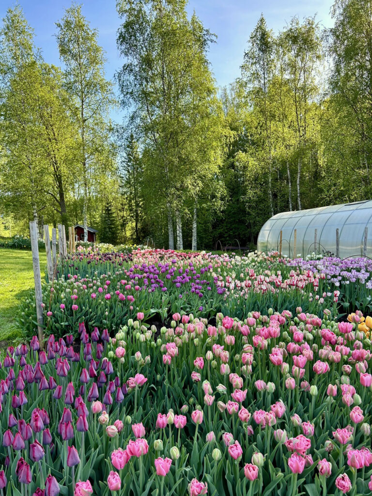 Tulppaaneja kukkimassa kesäisessä koivumaisemassa.